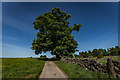 Huge Tree, Staffordshire Way, Near the Ranger