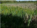 Yellow iris in marshland alongside Balk Lane