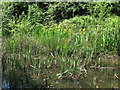 Yellow Flag Irises, Silverlink Biodiversity Park, Shiremoor