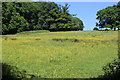 Buttercup-rich meadow by footpath