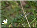 Carlton Cemetery wildlife - Common Blue Damselfly (Enallagma cyathigerum)