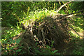 Uprooted tree, Mellon