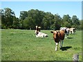 Bullocks in field near Quarry House