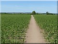 Footpath through the maize