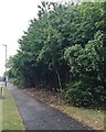 Overgrown landscaping, Tachbrook Park Drive, Leamington