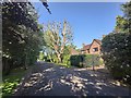 Trimmed London Plane Tree in Mile Path