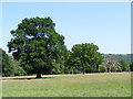 Oaktrees in fields North of Harting Combe