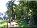 Collapsed tree at Trotton Marsh