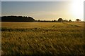 TM4459 : Setting sun over barley field, near Chapel Barn Farm by Christopher Hilton