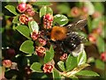 Tree bumblebee