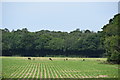  Deer grazing by part of Great Monks Wood