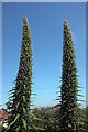 Echium pininana, Livermead