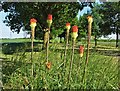 Red hot pokers (Kniphofia) in Skegby