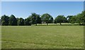 Line of trees in King George V recreation ground, Exeter