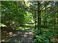 Path, Cowdray Forest