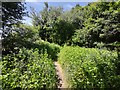 Footpath towards Littlefield Manor