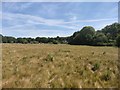 Grassland next to Salt Box Road