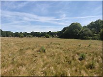 SU9853 : Grassland next to Salt Box Road by James Emmans