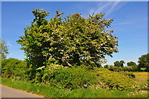 ST8180 : Littleton Drew Lane, Acton Turville, Gloucestershire 2020 by Ray Bird
