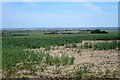 Crop field by Leysdown Road