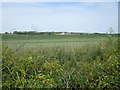 Crop field by Leysdown Road