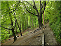 Path along the top of Gledhow Valley Woods