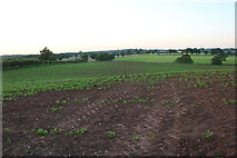 SO9371 : Crop field in Park Gate by David Howard