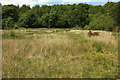 Emsworthy Mire Nature Reserve