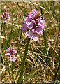 SX7477 : Heath spotted orchid, Emsworthy by Derek Harper