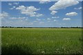 Barley on the airfield