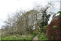 Blossom by Greensand Way