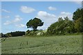 Farmland by Box Lane, near Painters Forstal