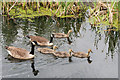 SD7807 : Family of Geese on the Manchester, Bolton and Bury Canal at Radcliffe by David Dixon