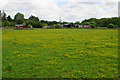 Buttercups by Windy Bank Farm