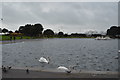 SZ6598 : Swans, Canoe Lake, Southsea Common by N Chadwick