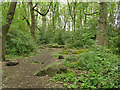 Path near the north end of Cragg Wood