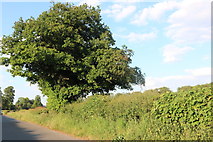 SO7695 : Tree on the road to Bradeney by David Howard
