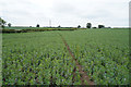 More broad beans