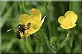 H4772 : Wasp on a buttercup, Mullaghmore by Kenneth  Allen