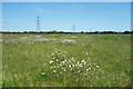 Wild Flowers at Buckland Marsh