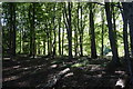 NJ7719 : Light and shade in the beech wood by Bill Harrison