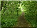 Footpath in Springdale Wood