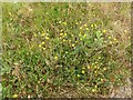 Groundsel (Senecio vulgaris)