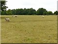 Grazing sheep near Car Colston