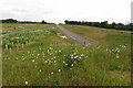 The A45 and daisies