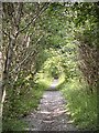 Woodland tunnel