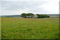 Flower-rich meadow at Harthope