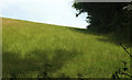 Grassy field above Woodney Copse