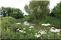 River Nene near Kislingbury