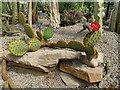 NJ9304 : Duthie Park:flowering cactus in the winter gardens by Stephen Craven